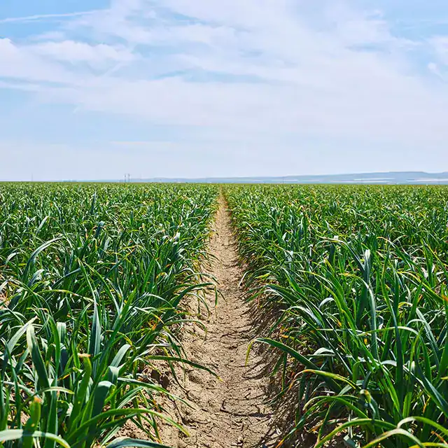 A trail in a field of spices
