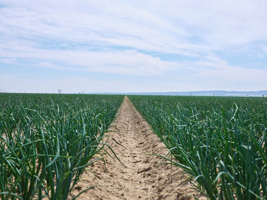 Landscape photo of a garlic crop field
