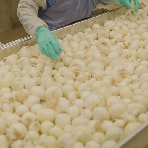 Worker inspecting onions
