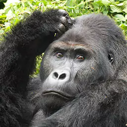 Monkey scratching its head