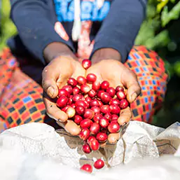 Coffee berries falling out of hands into a basket