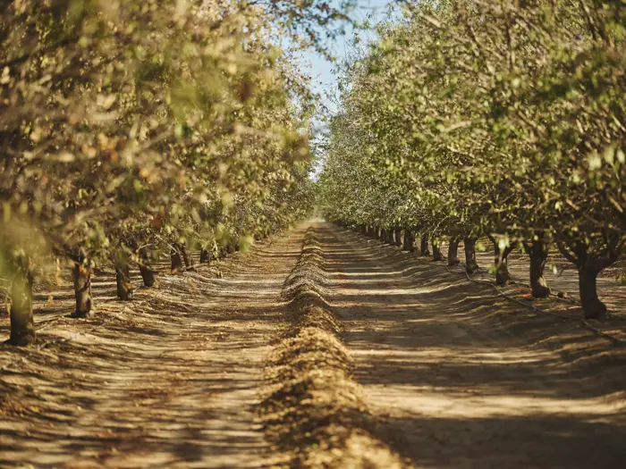 A trail between almond trees