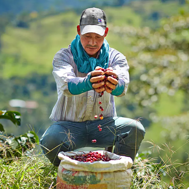 Man scooping a handful of red coffee beans out of a burlap bag