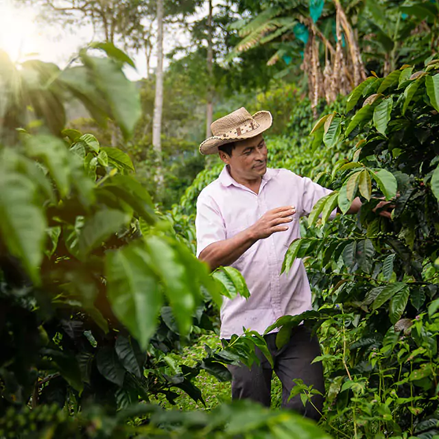 Man wearing hat looking at plants