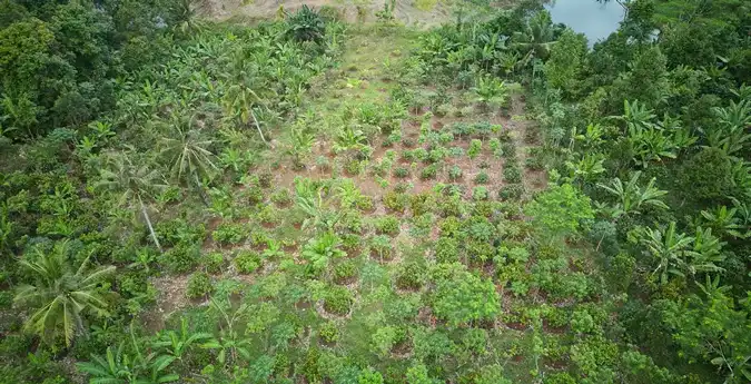 Bird's-eye view of a forest with scattered palm trees