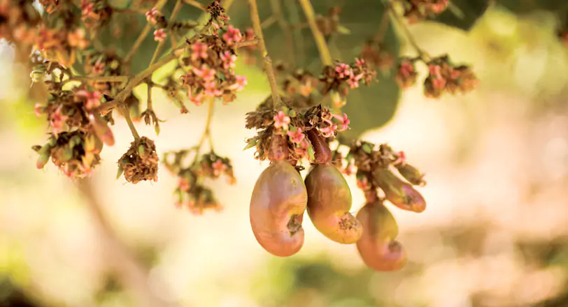 Cashews
