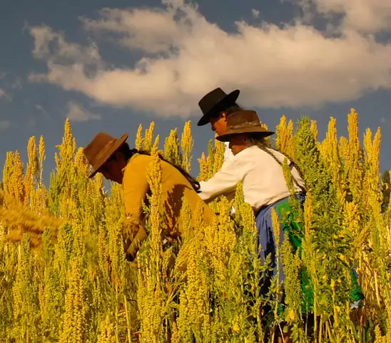 People in the field