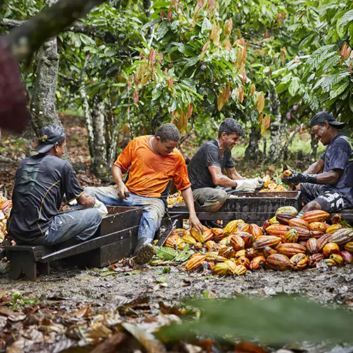 Group of men sitting and cutting open cacao pods