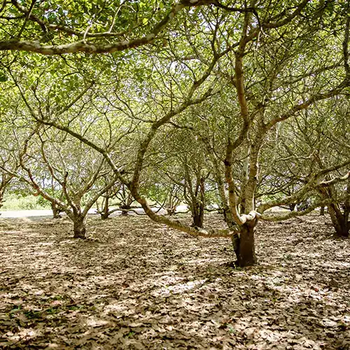 Scenic shot of a forest with a healthy ecosystem