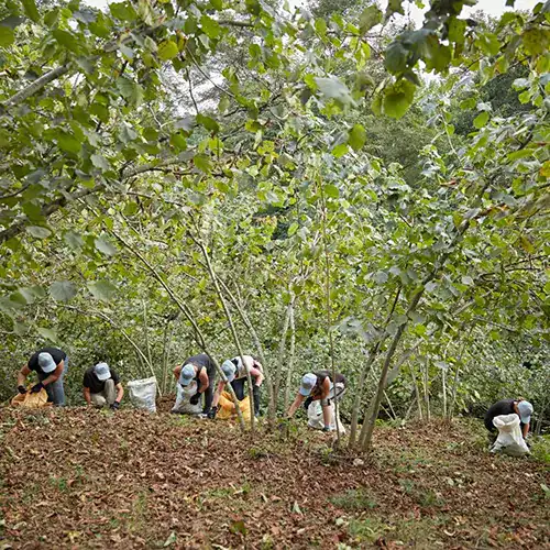 Group of people working together in a forest