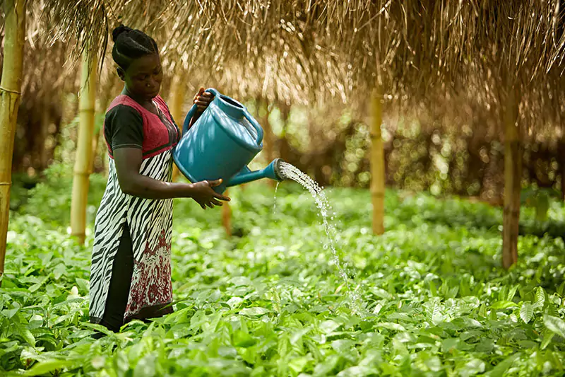 Woman watering plants