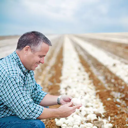 Man inspecting garlic cloves on farm