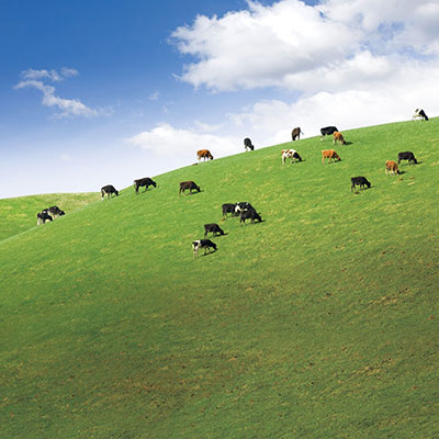 Landscape shot of a heard of cows grazing in a green field with the blue sky as backdrop