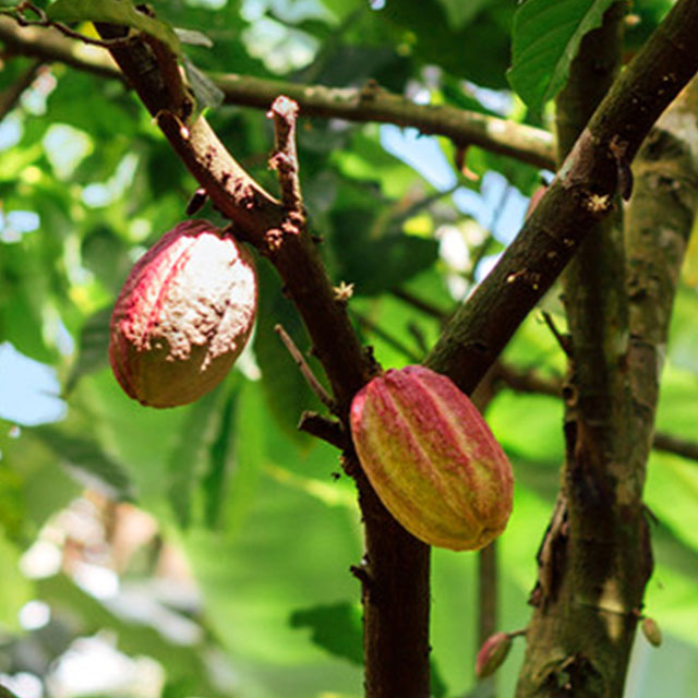 Close up shot of cocoa plants hanging on a tree
