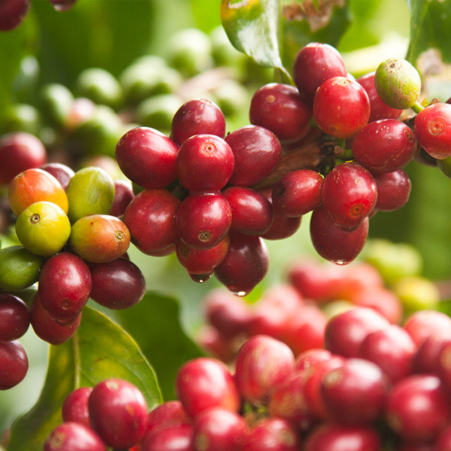 Close up shot of coffee beans on a branch