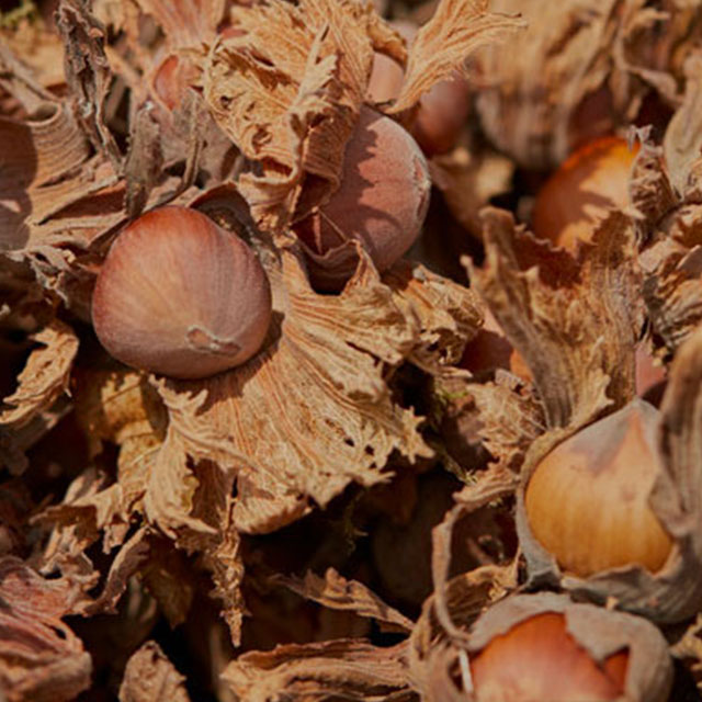 Close up shot of hazelnuts covered in leaves