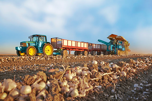 Medium shot of a tractor harvesting garlic