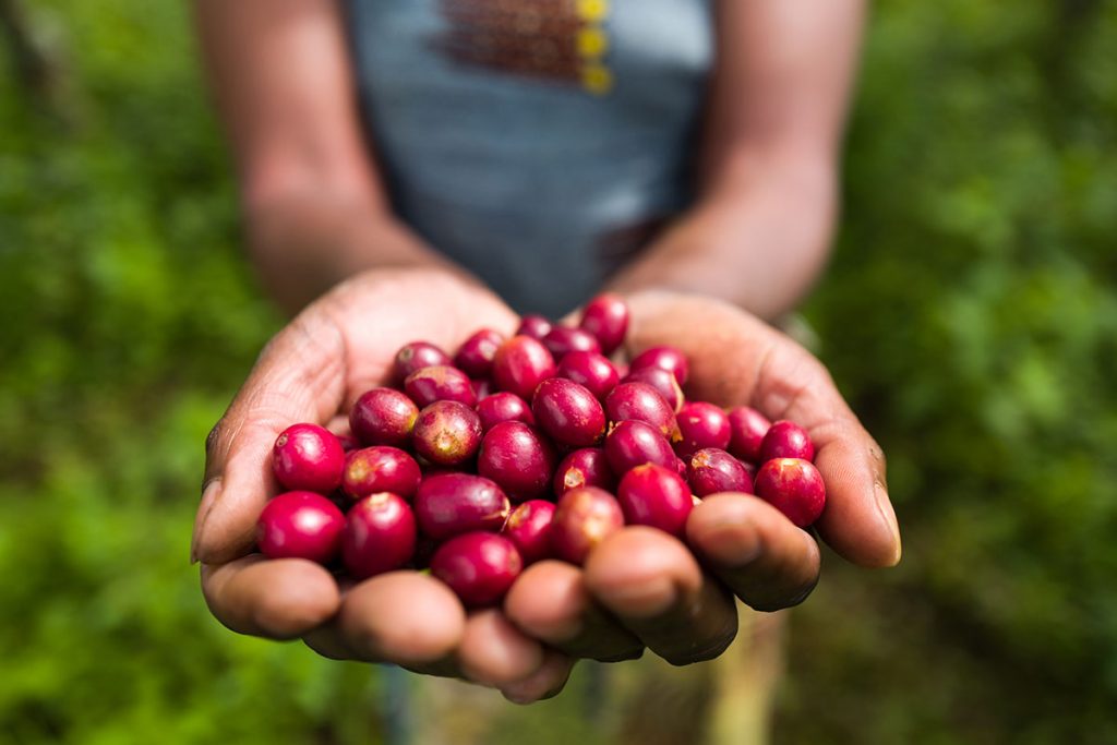 Hands holding freshly harvested red coffee beans