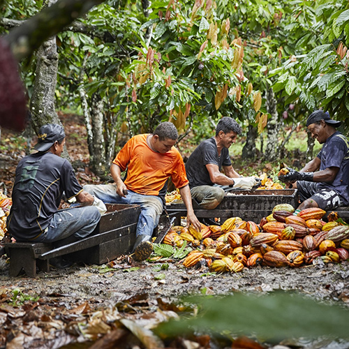 Group of men sitting and cutting open cacao pods
