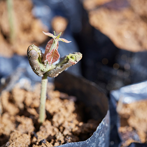 Close up of a sprouting plant
