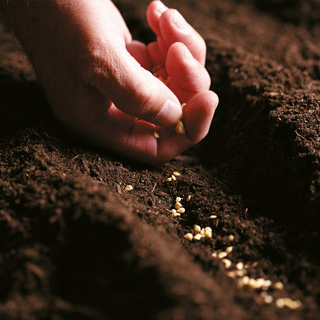 Close up shot of a hand planting seeds