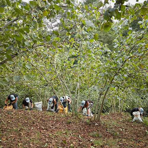 Group of people working together in a forest