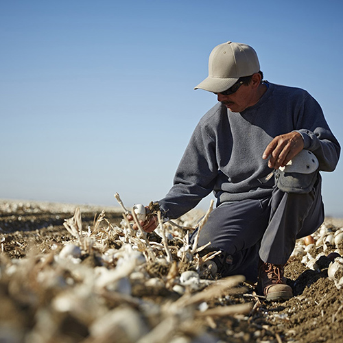 Male farmer kneeling on one knee to inspect crop of garlic