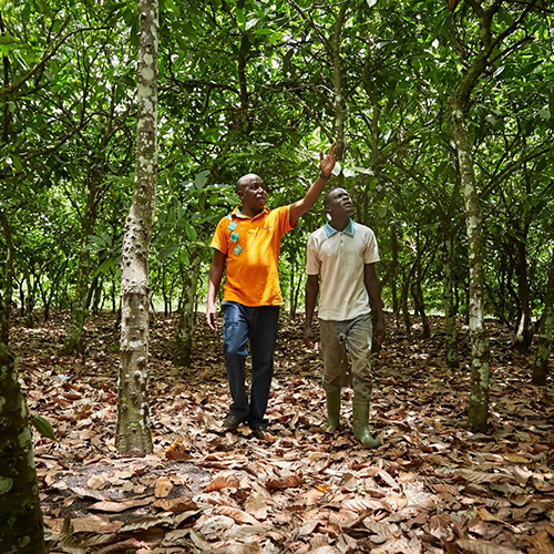 Two men walking in a forest